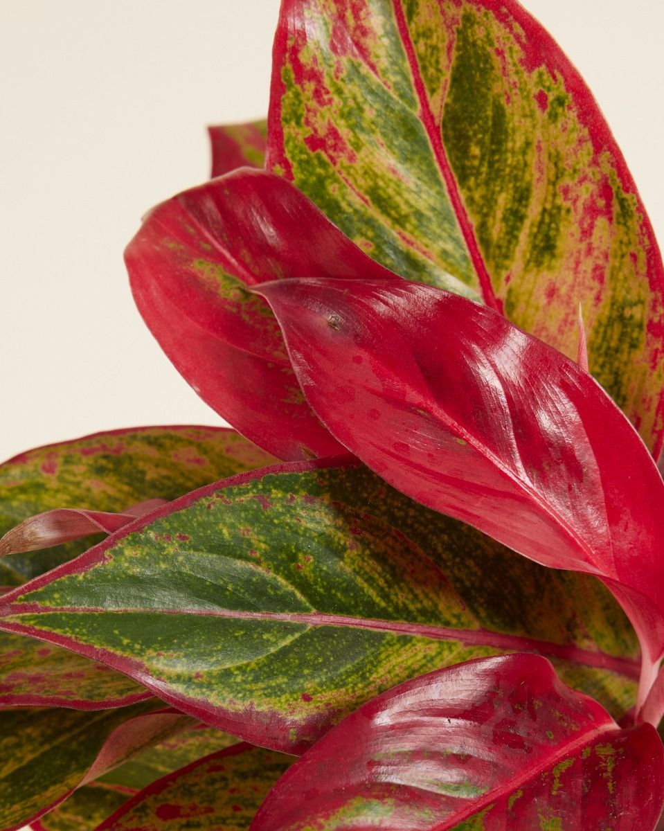 Aglaonema Kolbenfaden Crete Flame