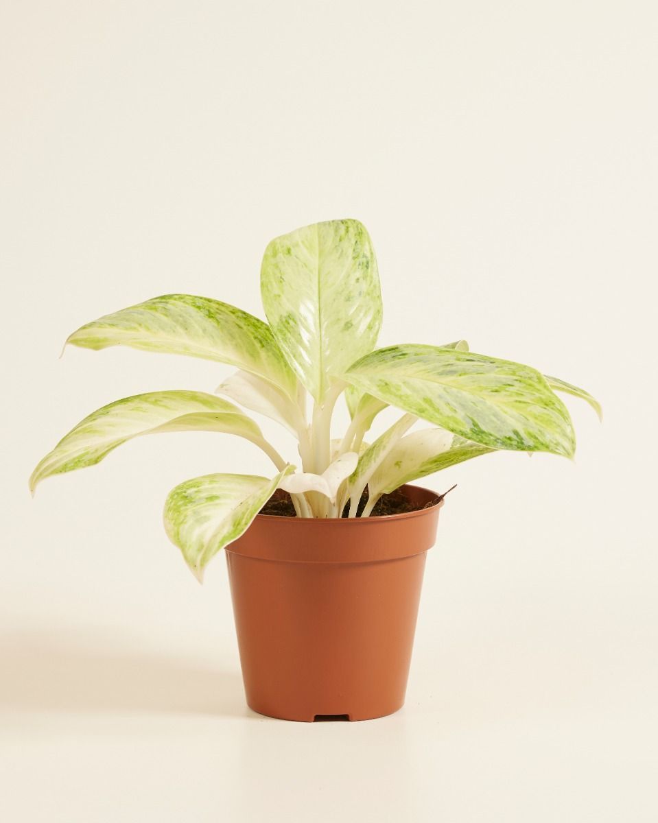 Aglaonema Kolbenfaden Arctic Lime 