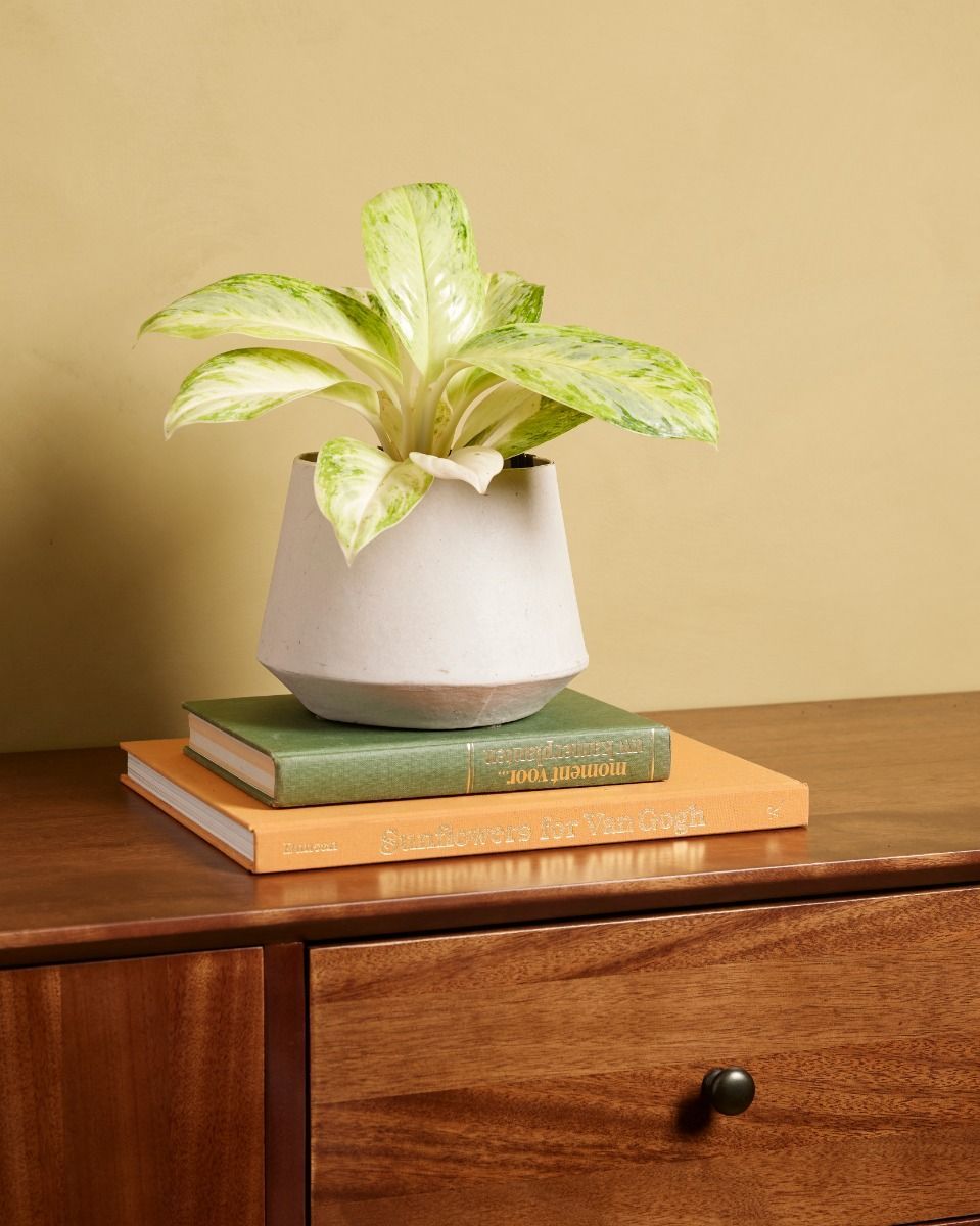 Aglaonema Kolbenfaden Arctic Lime 