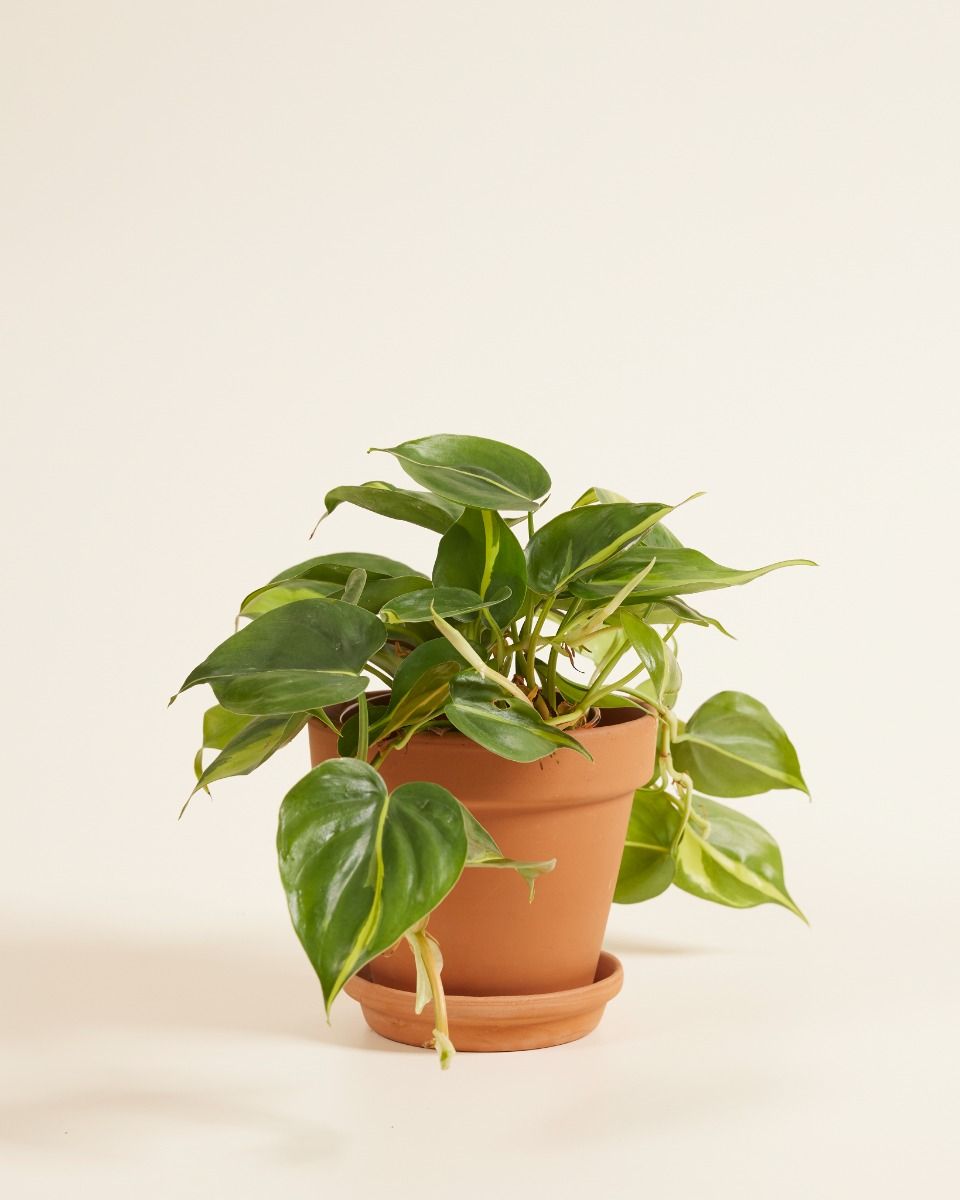 Philodendron Baumfreund Brasil