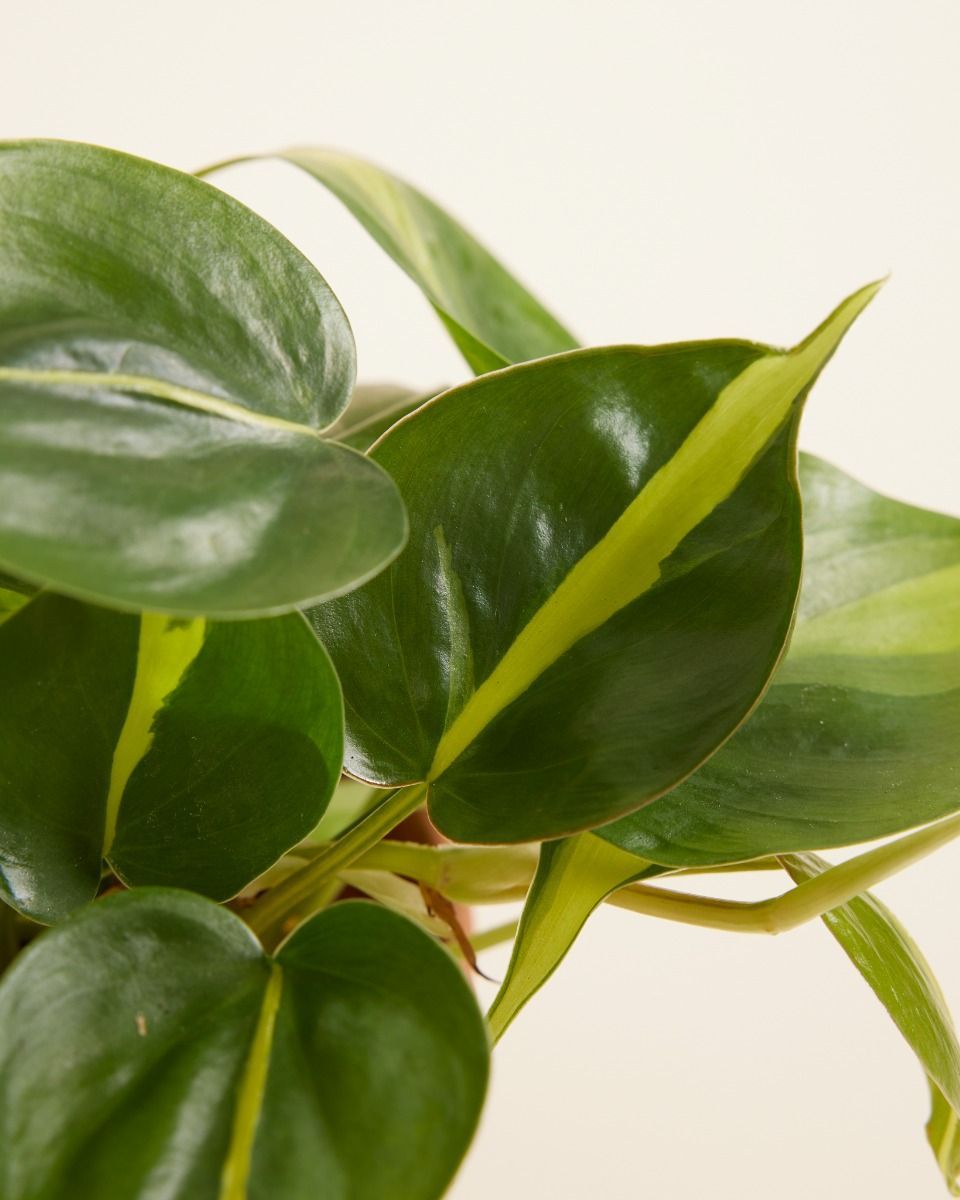 Philodendron Baumfreund Brasil