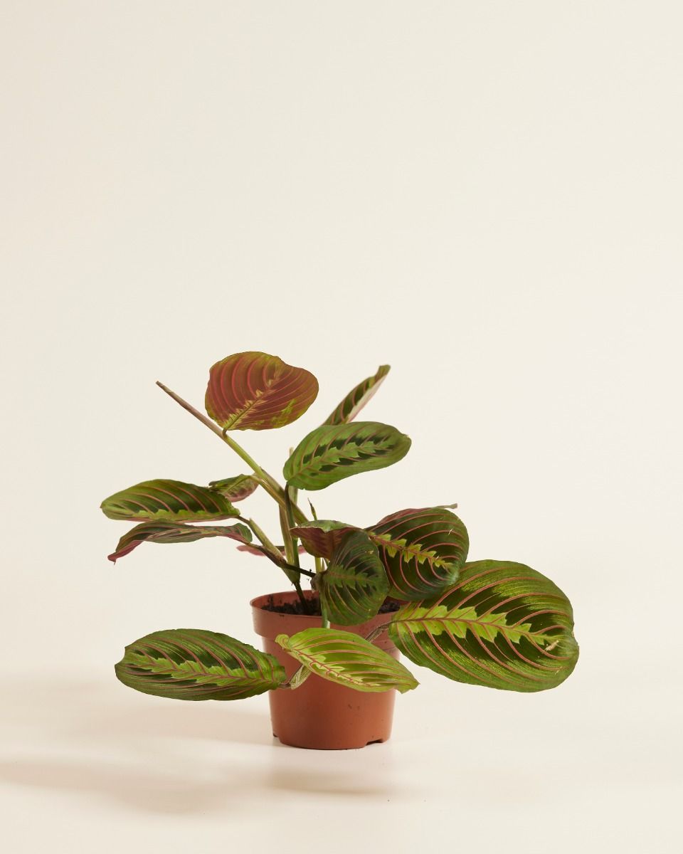 Maranta Gebetspflanze Leuconeura Fascinator