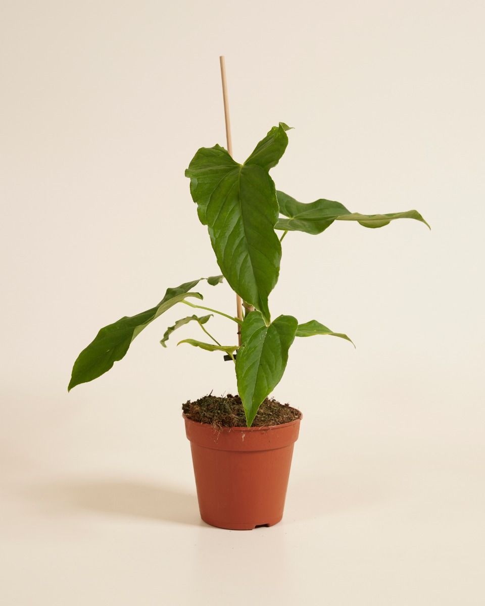 Anthurium Flamingoblumen Balaoanum