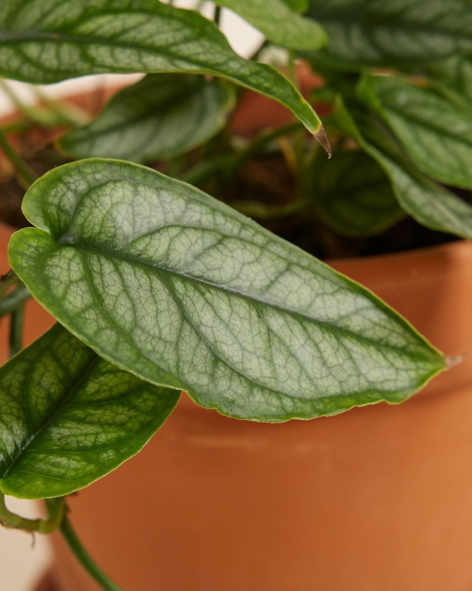 Monstera Siltepecana 