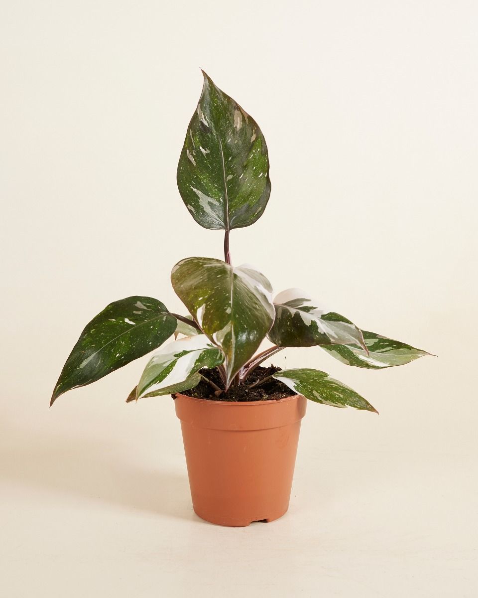 Philodendron Baumfreund Red Anderson