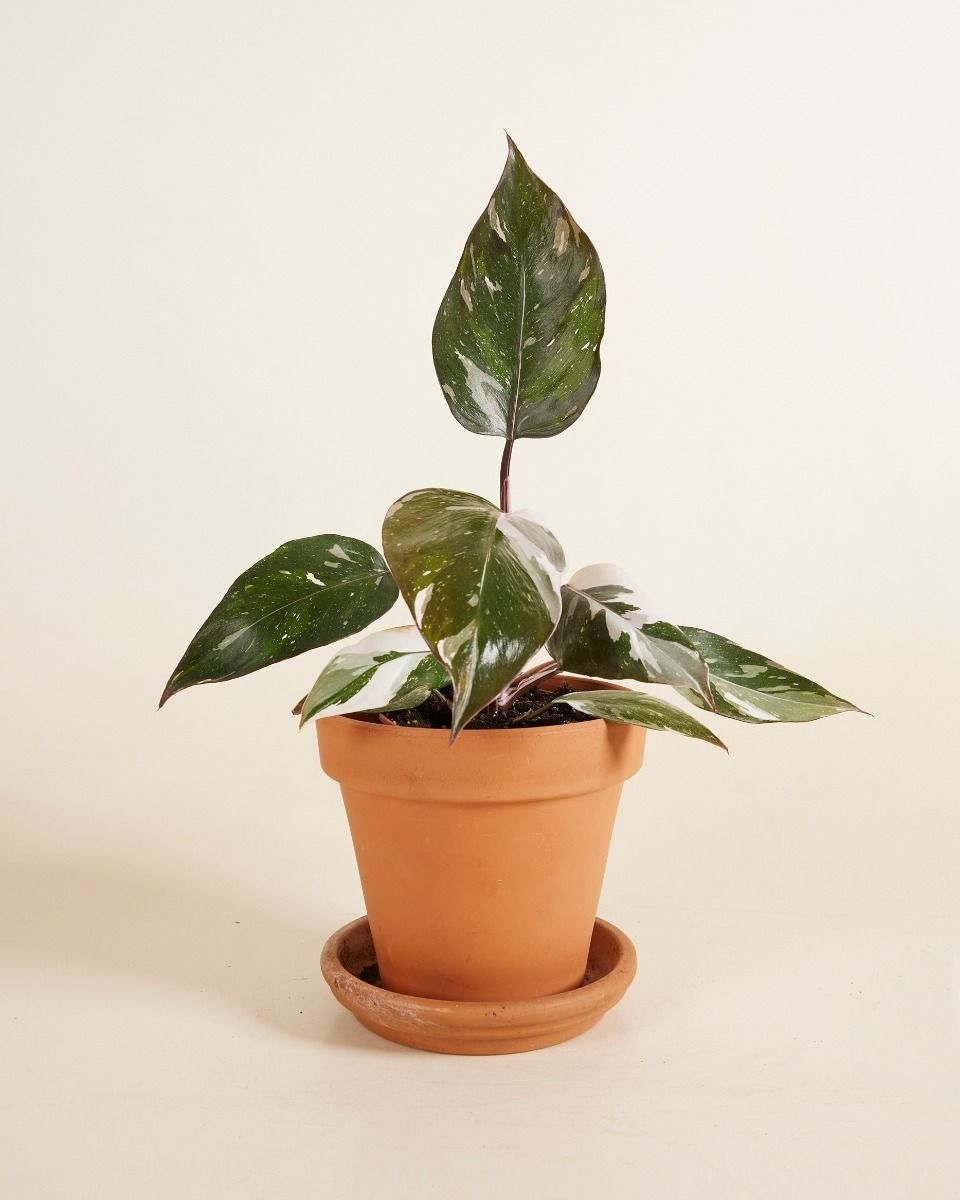 Philodendron Baumfreund Red Anderson