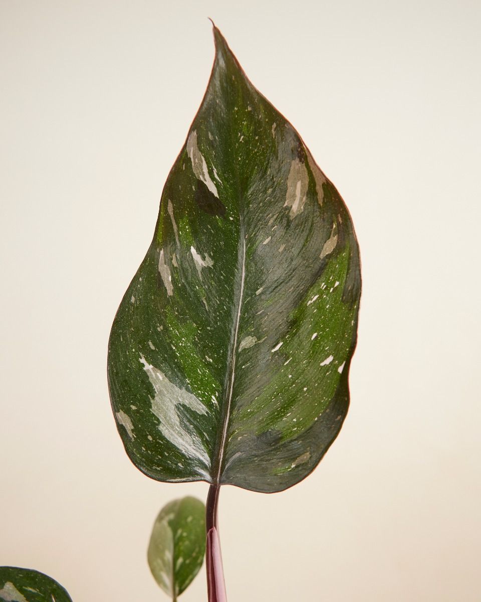 Philodendron Baumfreund Red Anderson