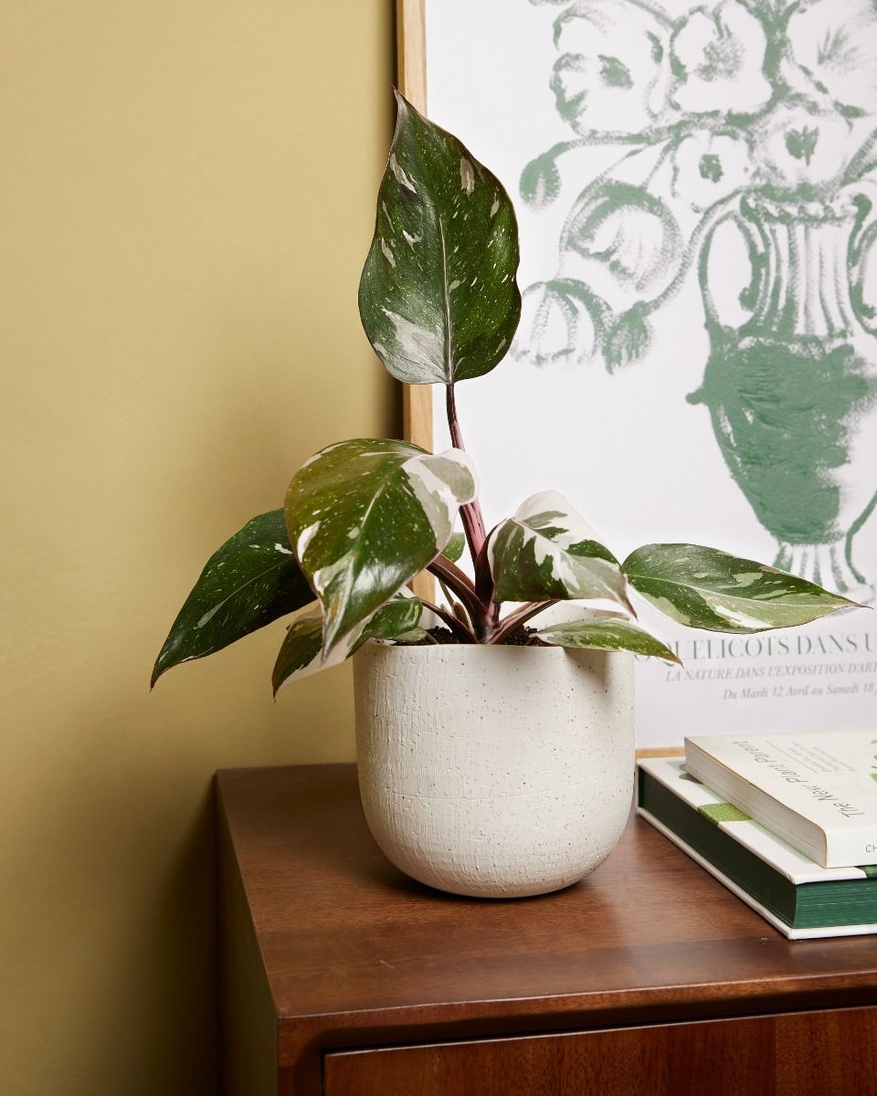Philodendron Baumfreund Red Anderson