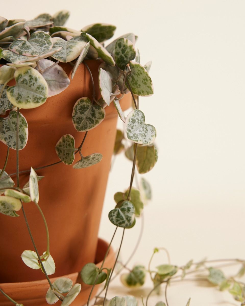 Ceropegia Buntes Leuchterblume Woodii Variegata