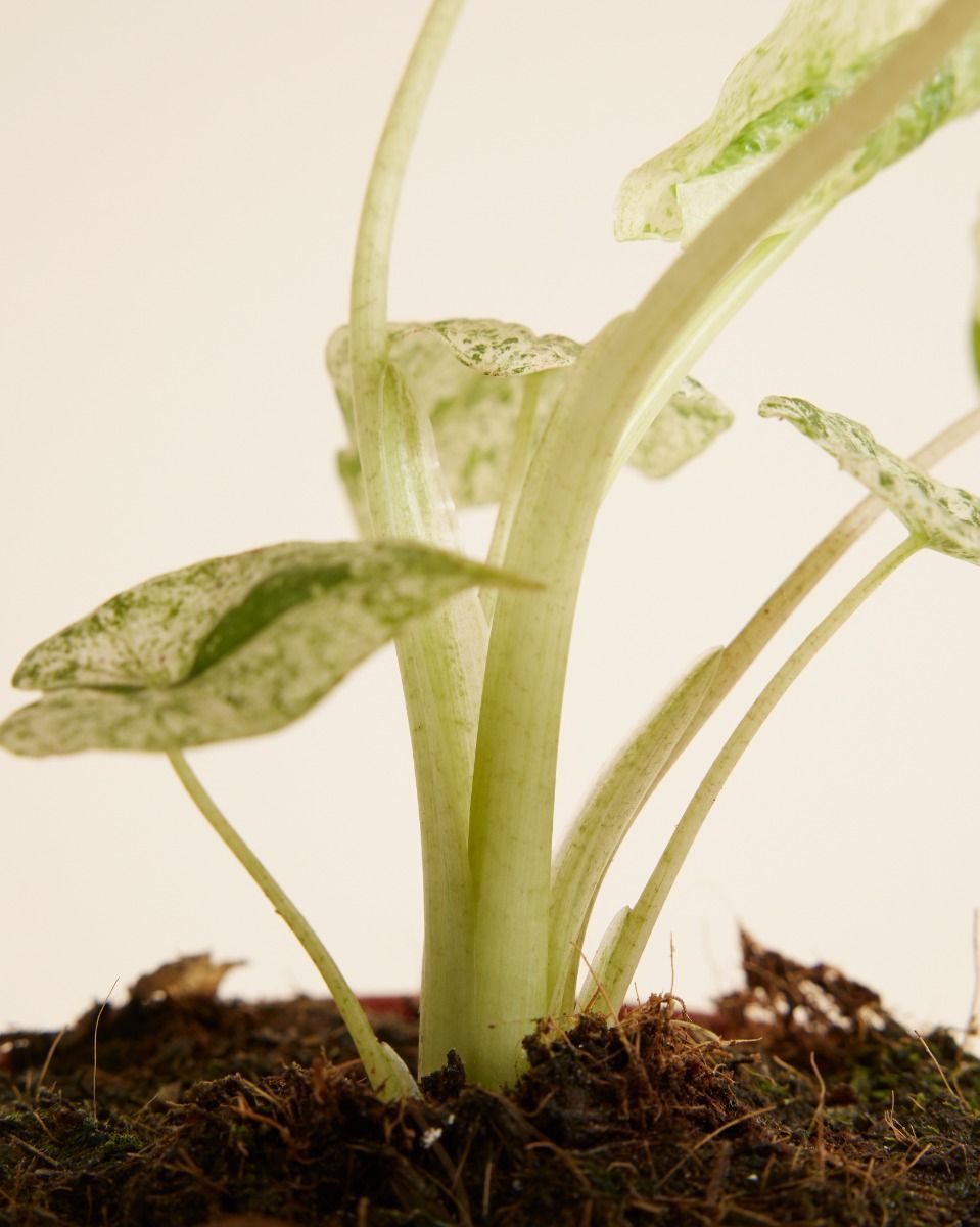 Alocasia Elefantenohr Macrorrhiza Splash