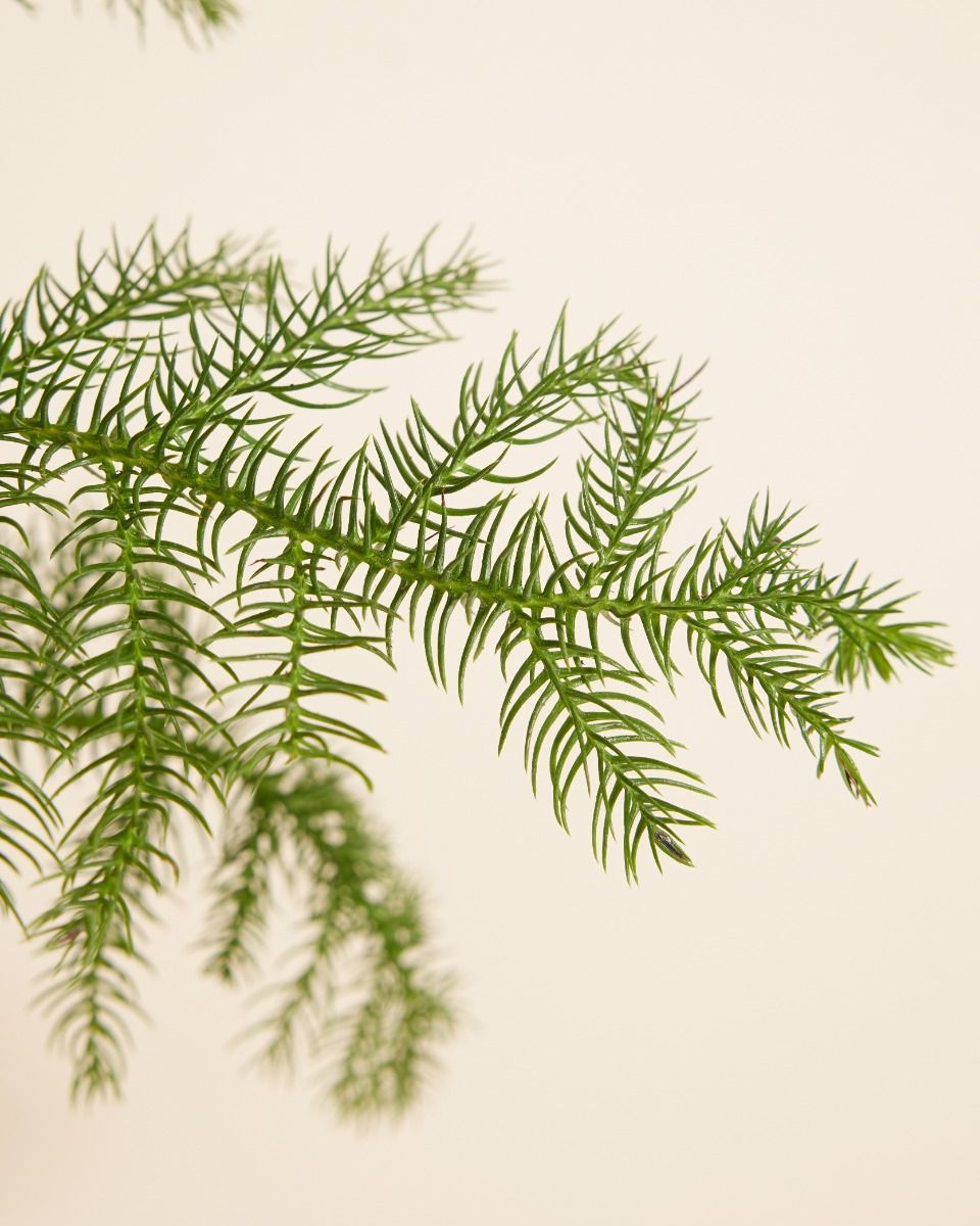 Araucaria Norfolk Island Pine Heterophylla 