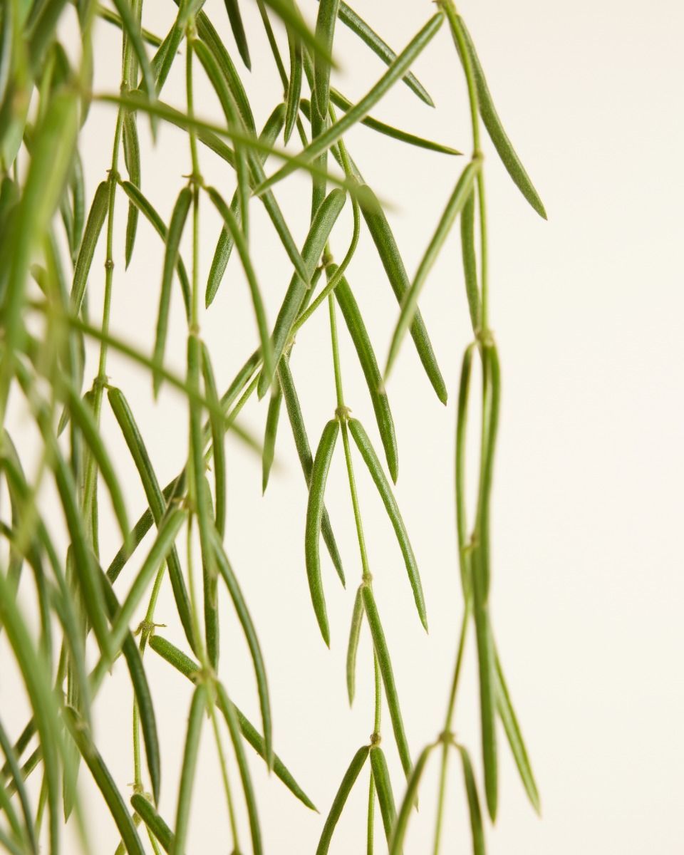 Hoya Wachsblume Linearis