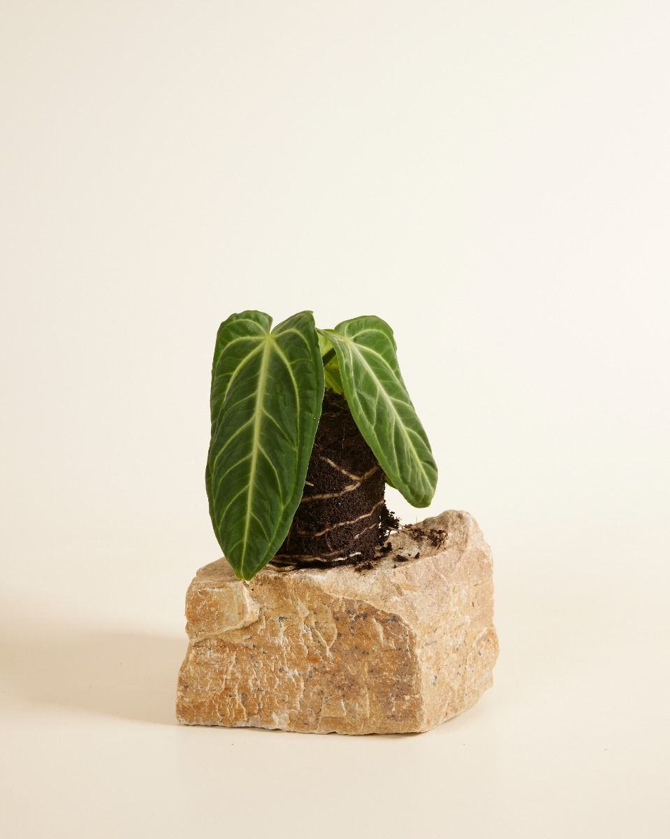 Anthurium Flamingoblumen Villenaorum 