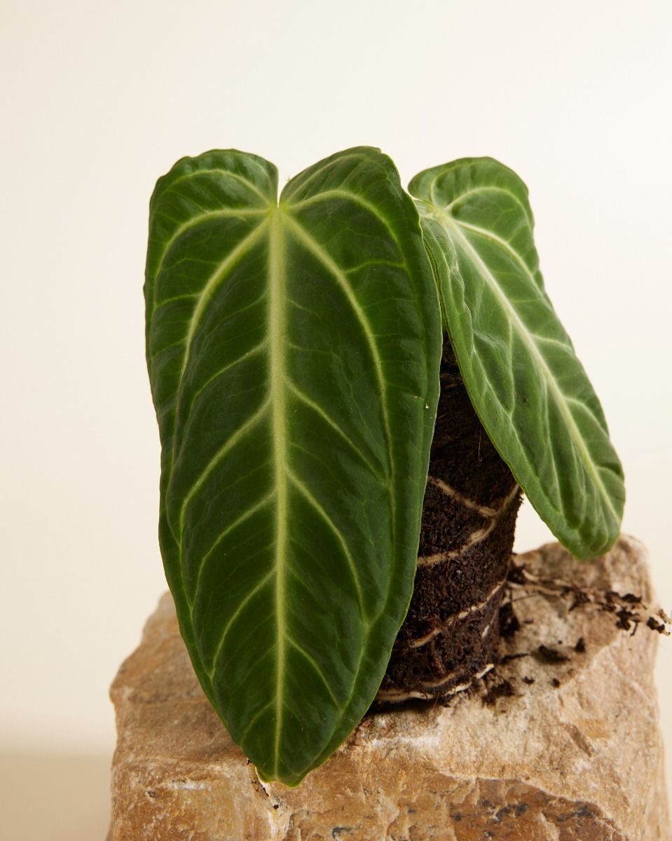 Anthurium Flamingoblumen Villenaorum 