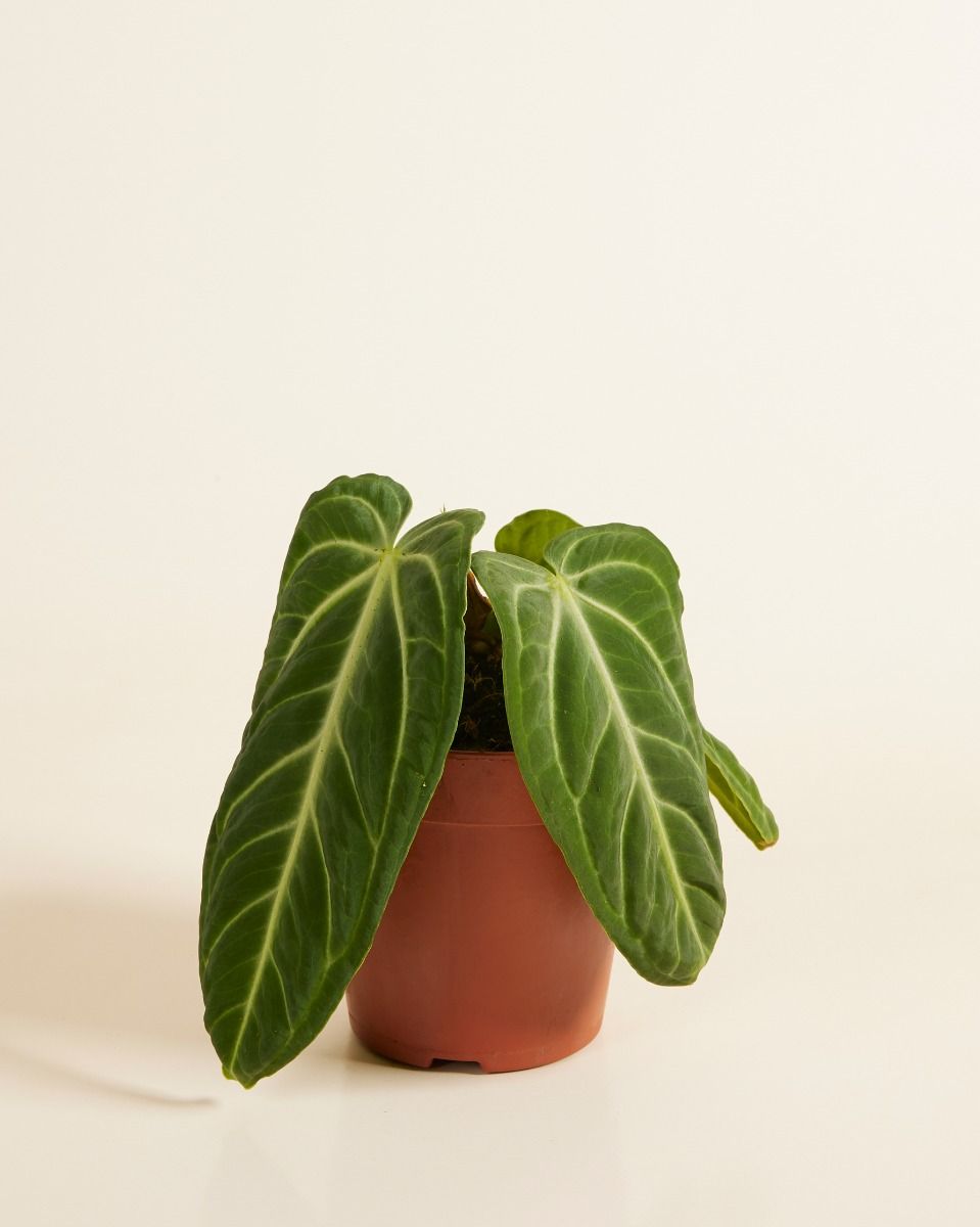 Anthurium Flamingoblumen Villenaorum