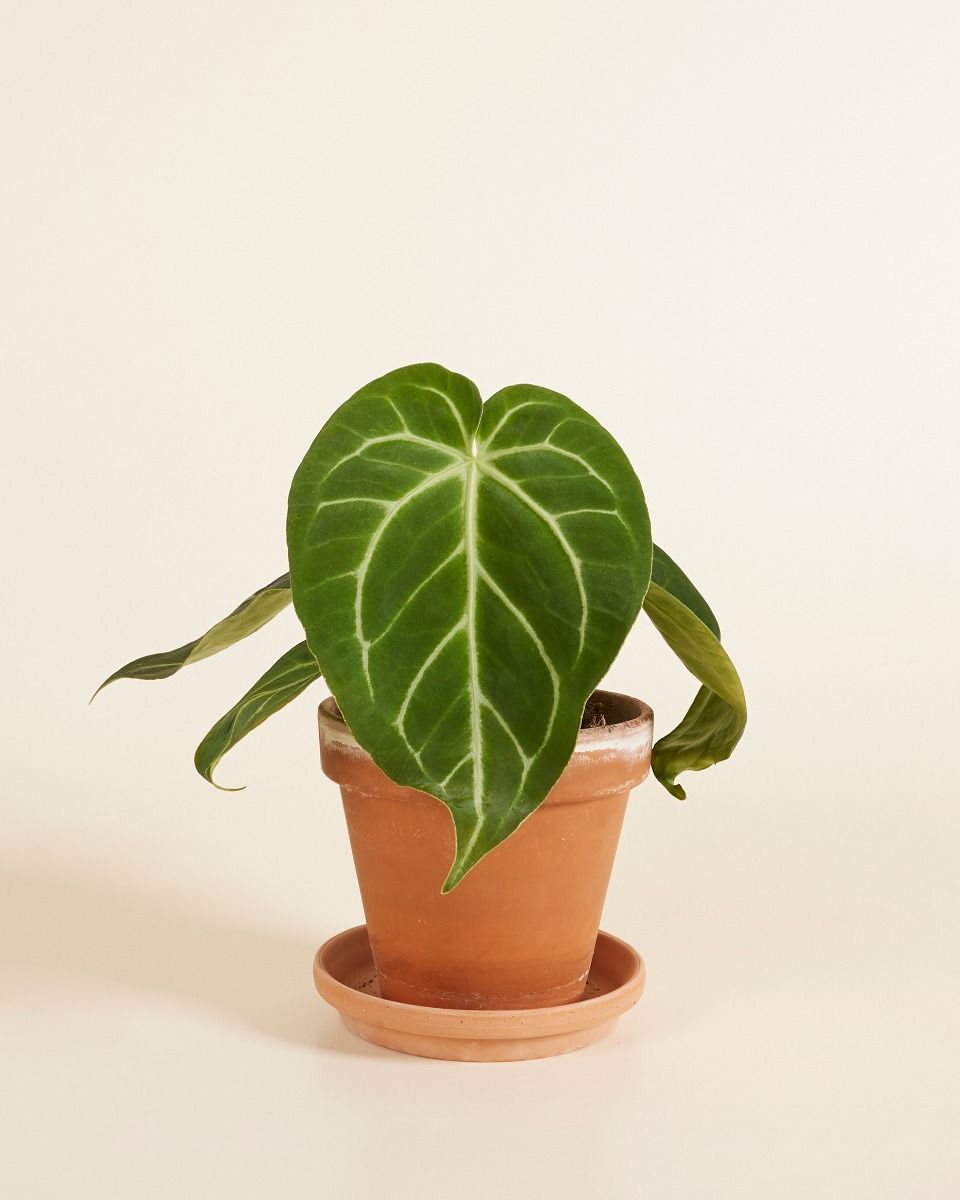 Anthurium Flamingoblumen Magnificum