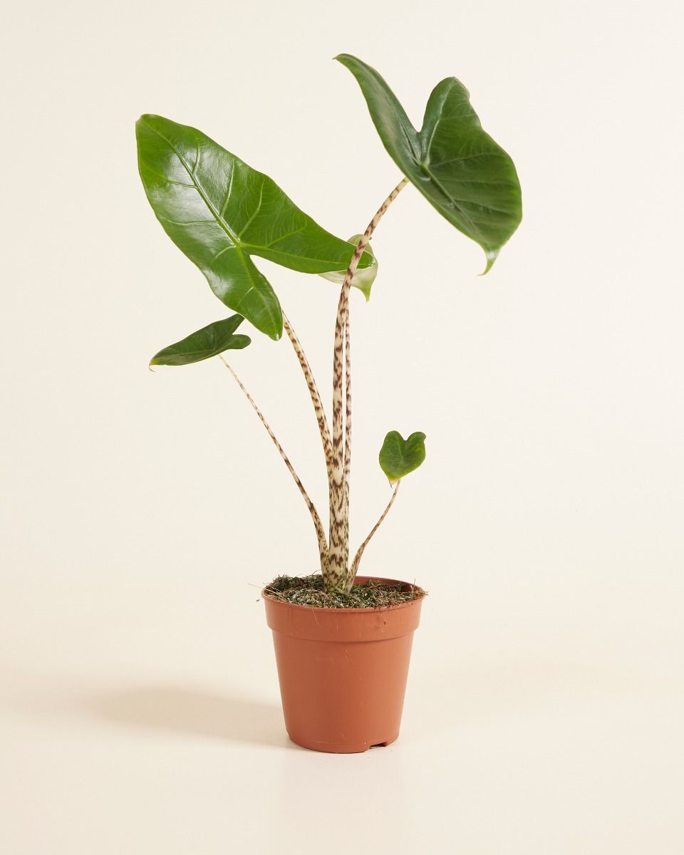 Alocasia Zebrapflanze Zebrina