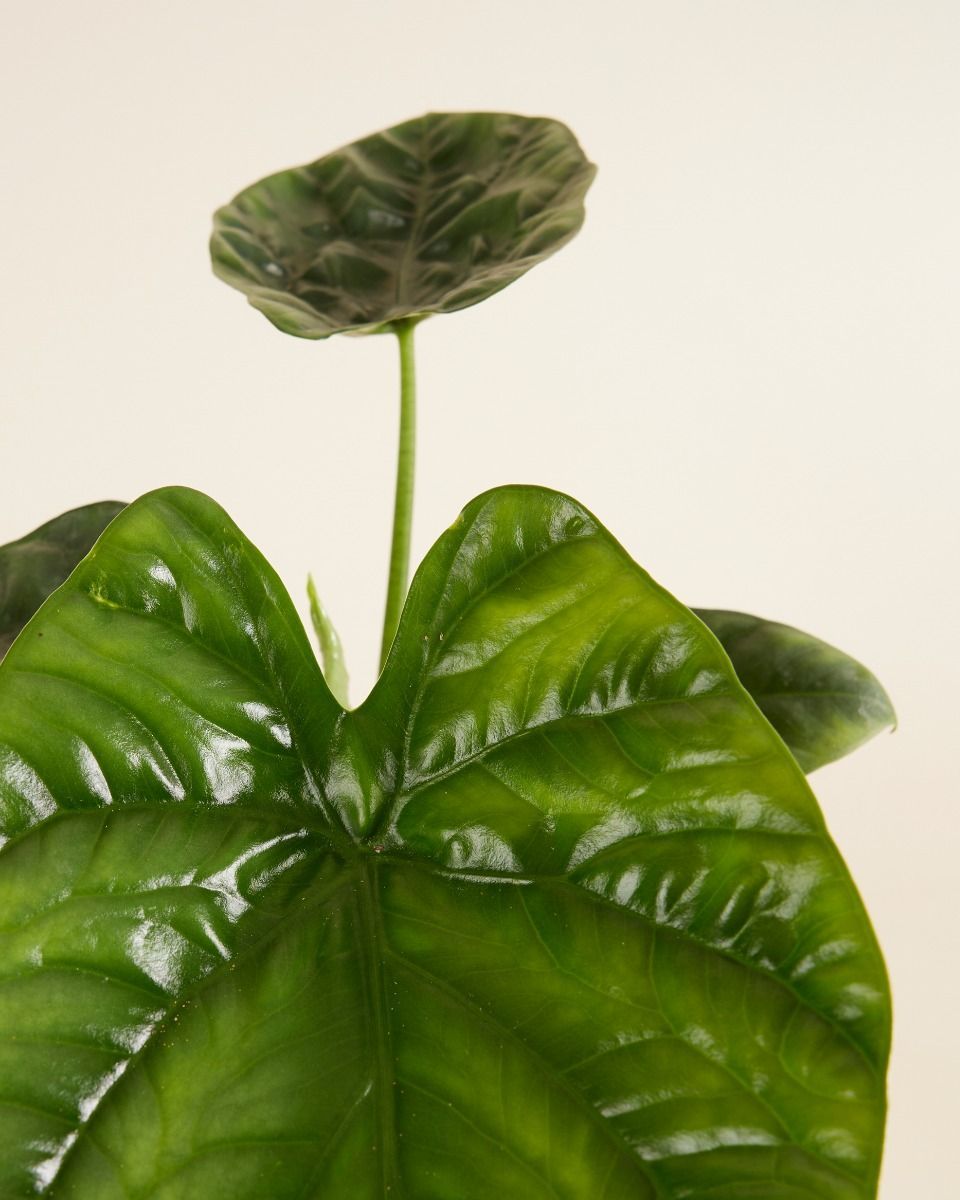 Alocasia Elefantenohr Lukiwan 