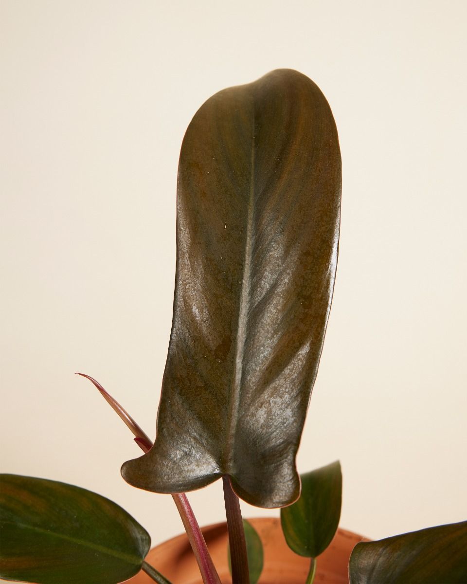 Philodendron Baumfreund Florida Bronze