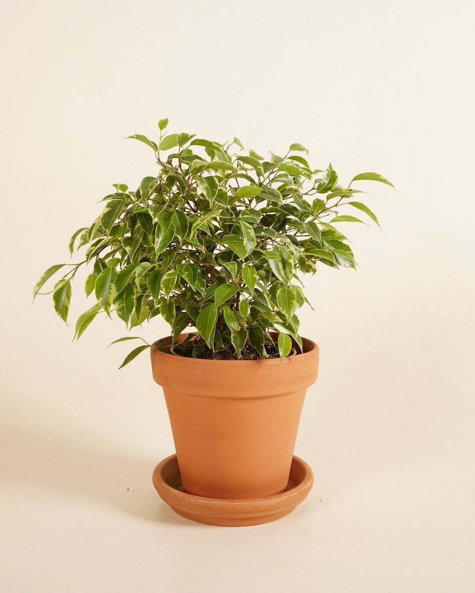 Ficus Birkenfeige Benjamina