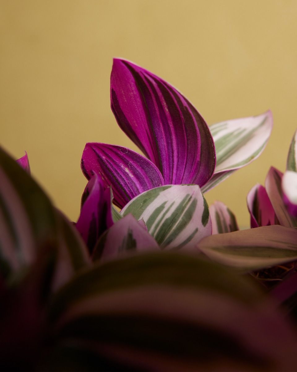 Tradescantia Nanouk 
