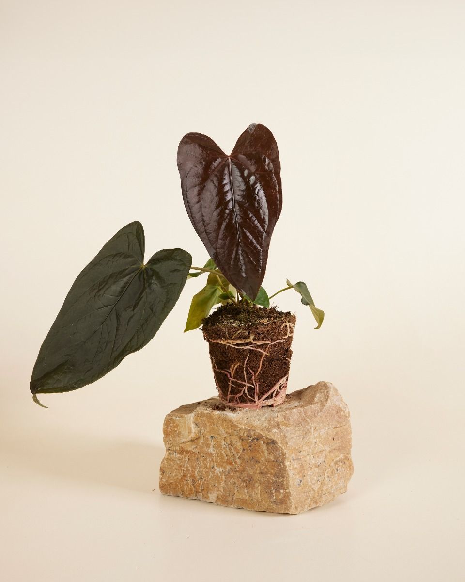 Anthurium Flamingoblumen Queen of Hearts