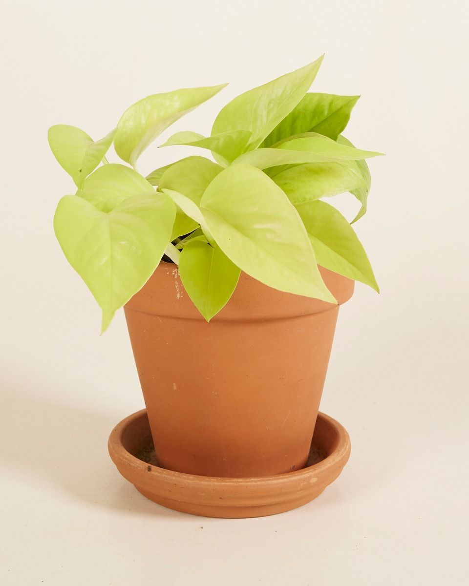 Epipremnum Neon