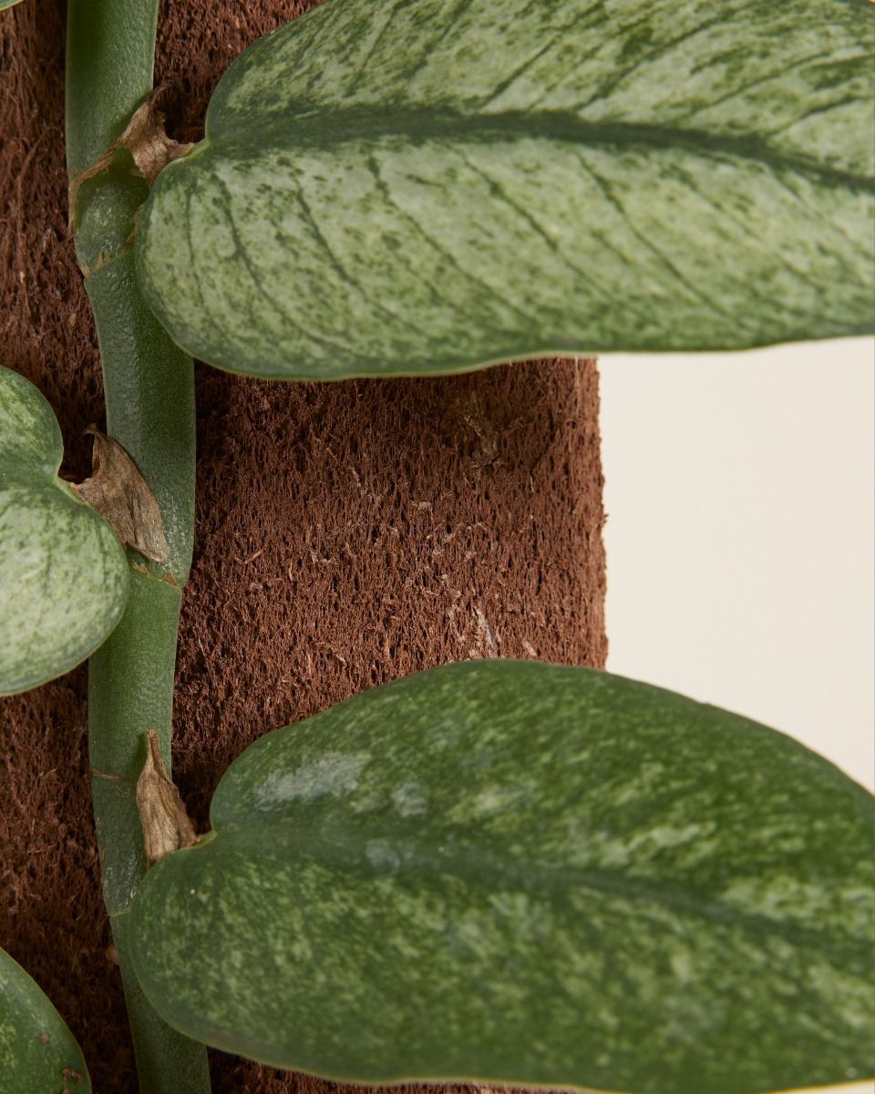 Rhaphidophora Hongkongensis Variegata