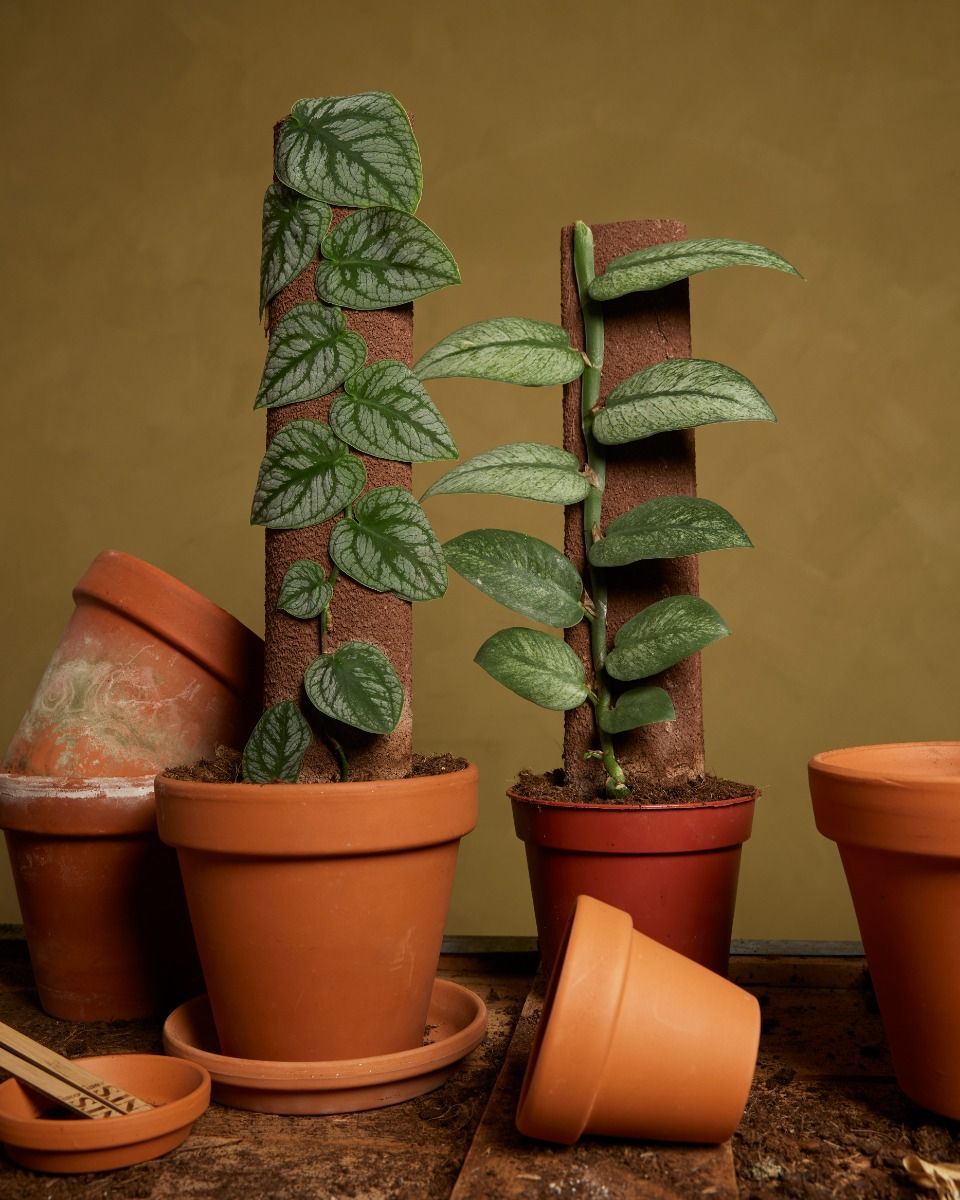 Rhaphidophora Hongkongensis Variegata