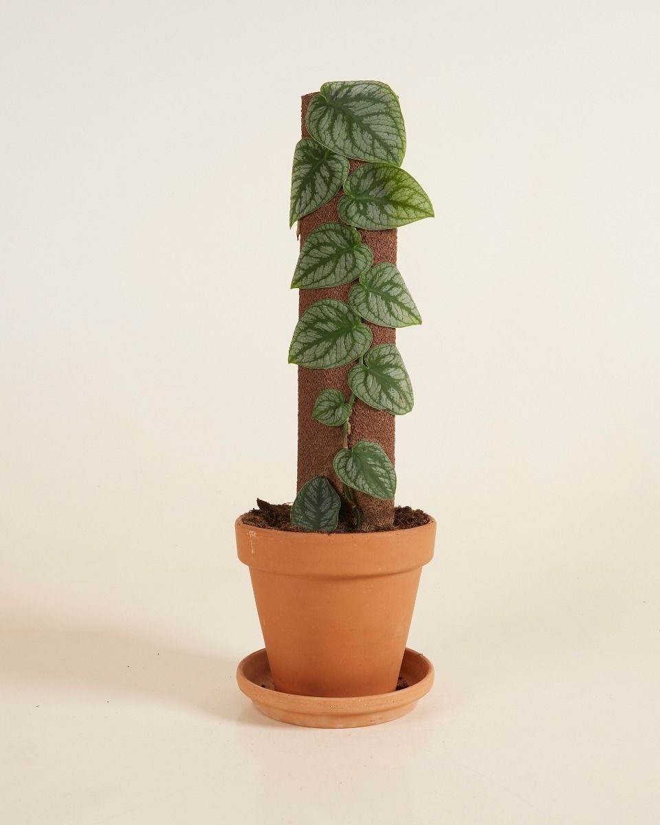 Monstera Dubia