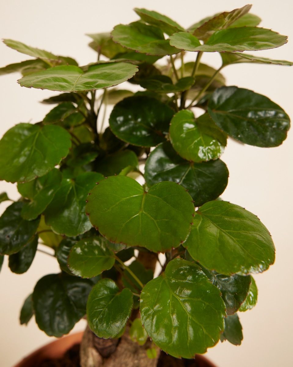 Polyscias Fabian
