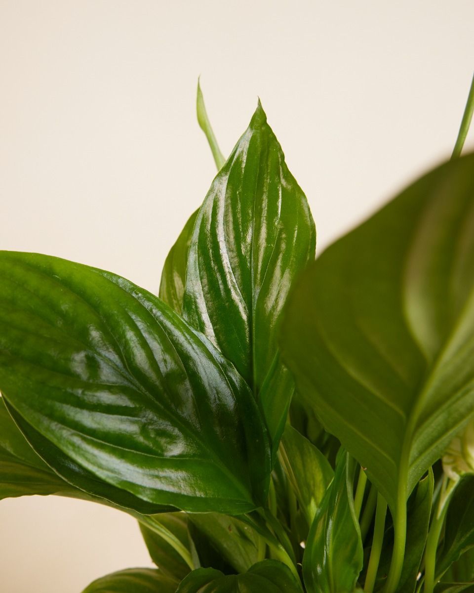 Spathiphyllum Torelli 
