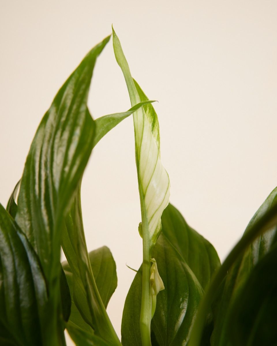 Spathiphyllum Torelli 