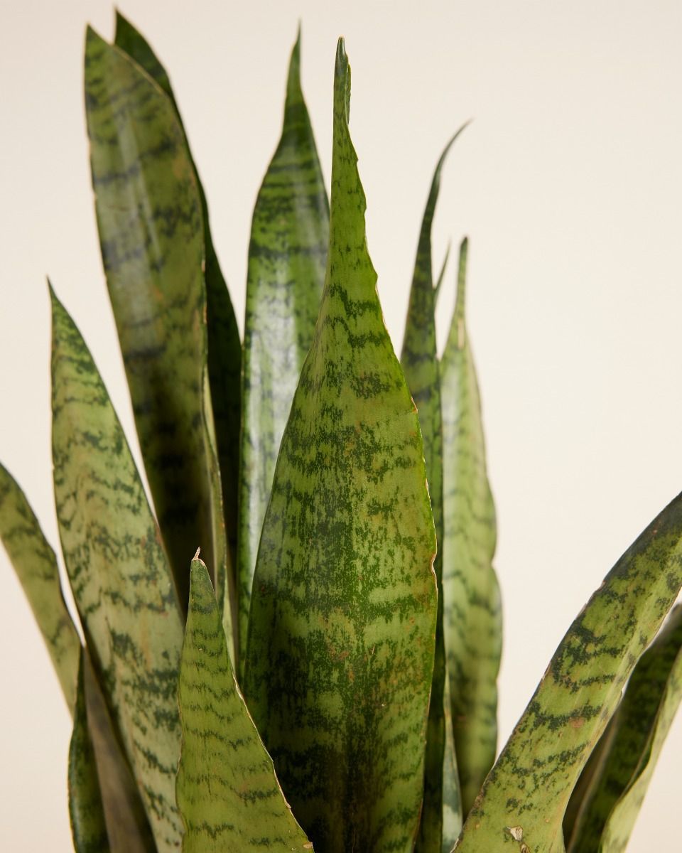 Sansevieria Zeylanica