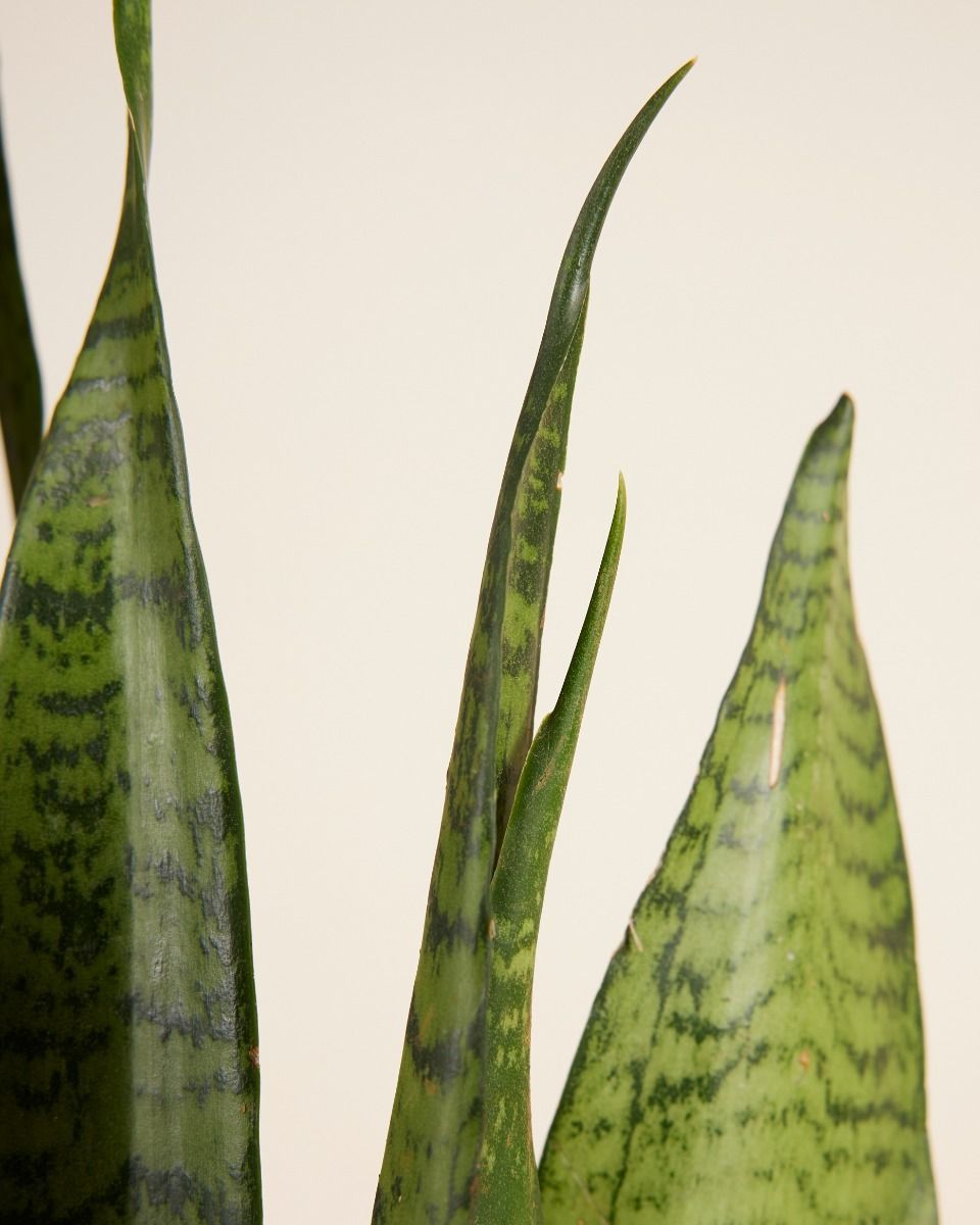 Sansevieria Zeylanica