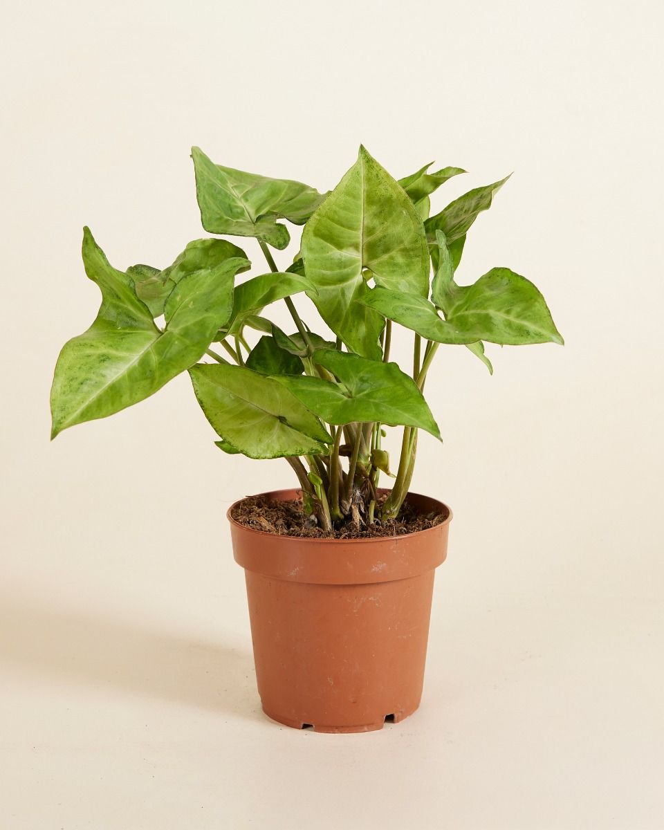 Syngonium Arrowhead plant Arrow