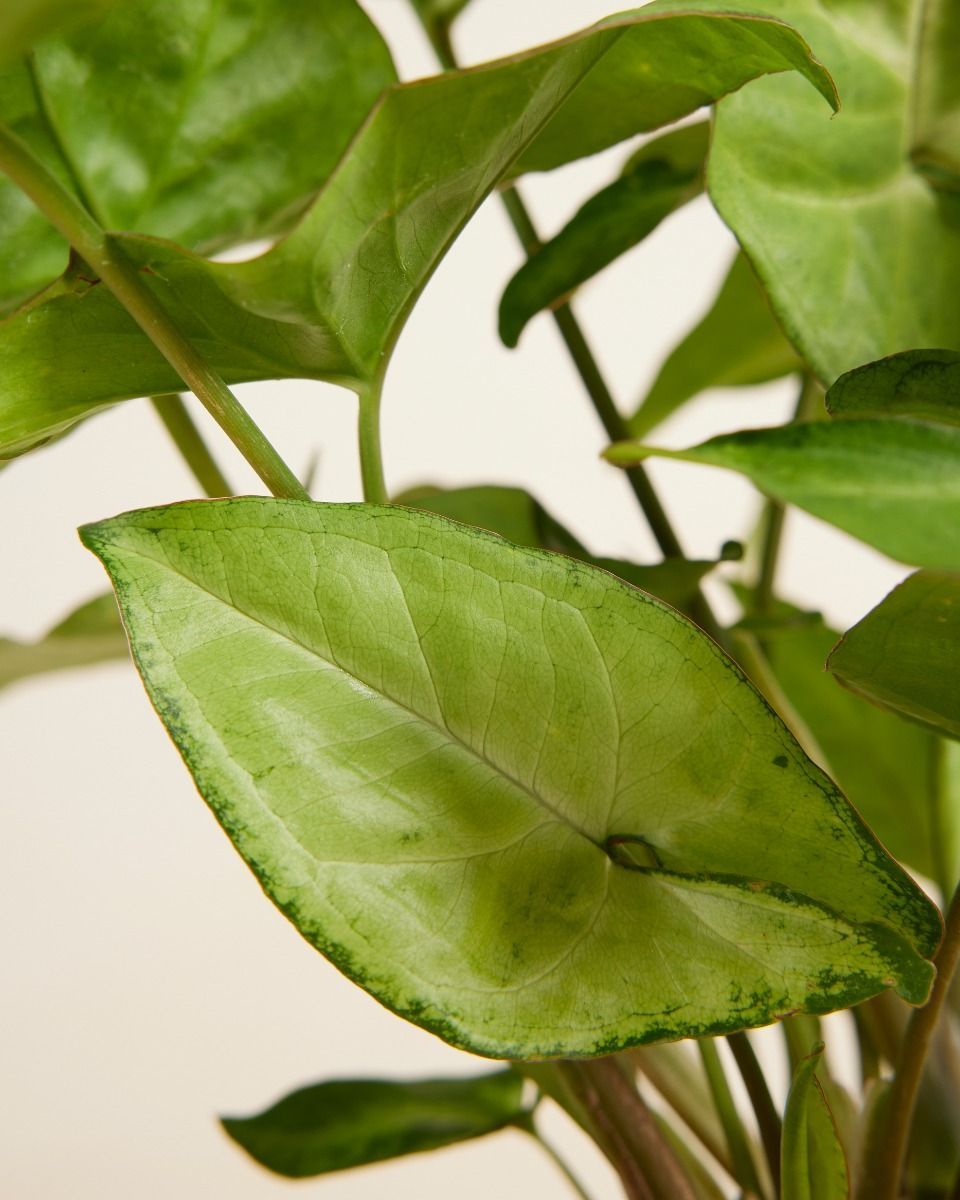 Syngonium Arrowhead plant Arrow