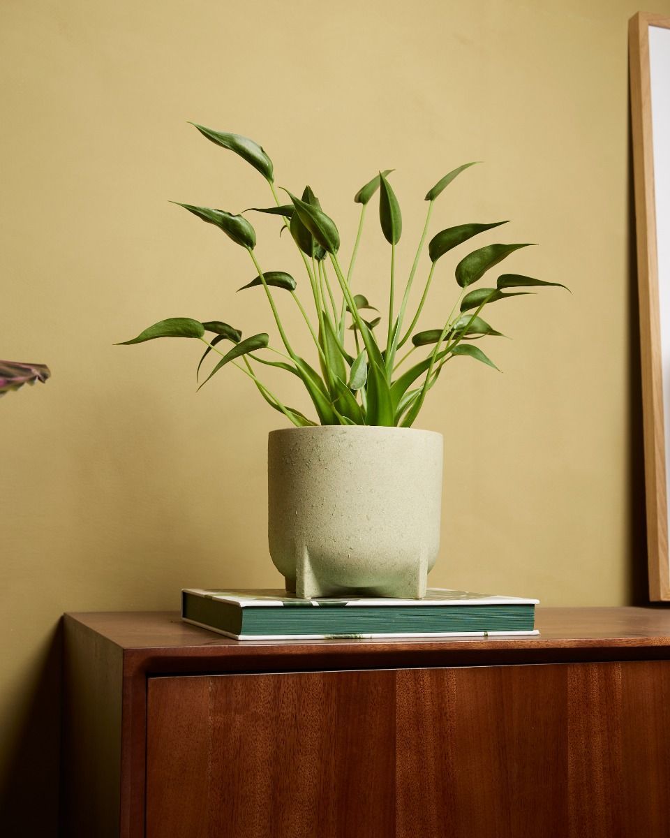 Alocasia Elephant Ear Dancer 