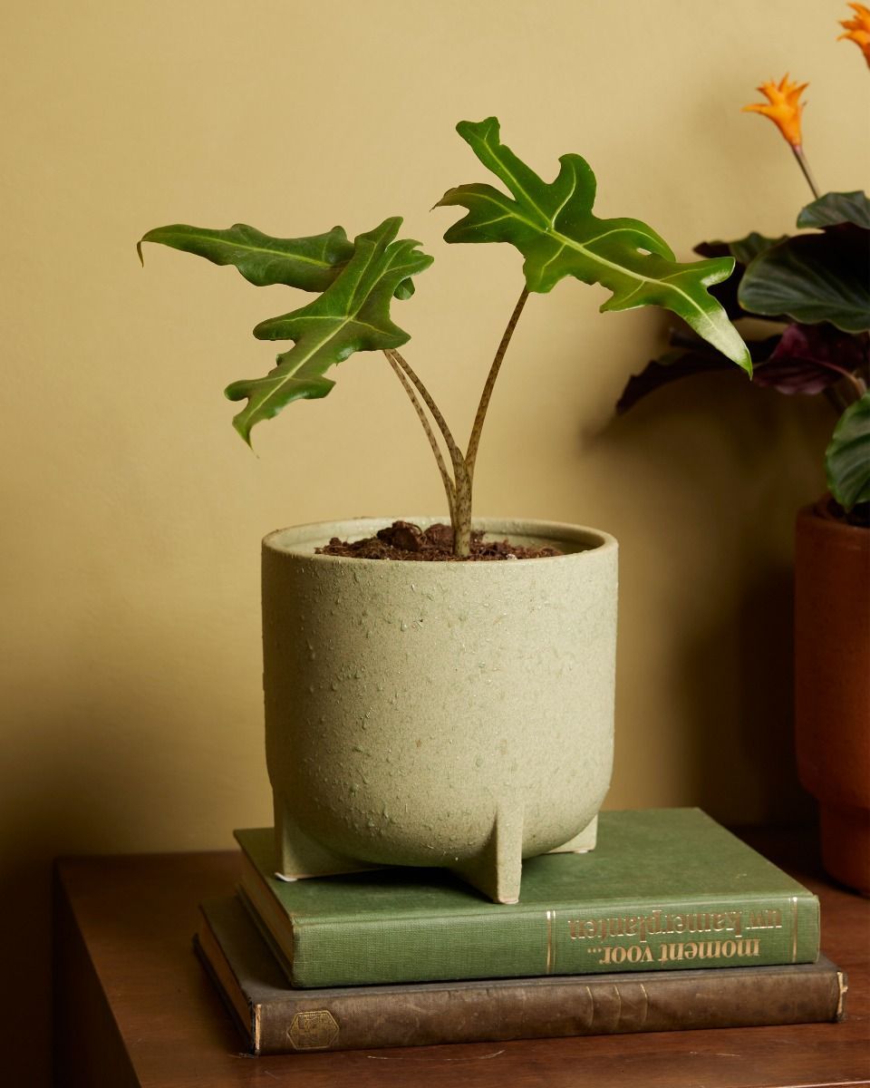 Alocasia Elephant Ears Portei