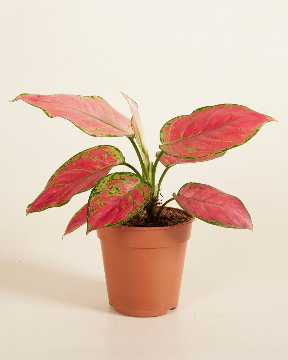 Aglaonema Chinese Evergreen Red Joy
