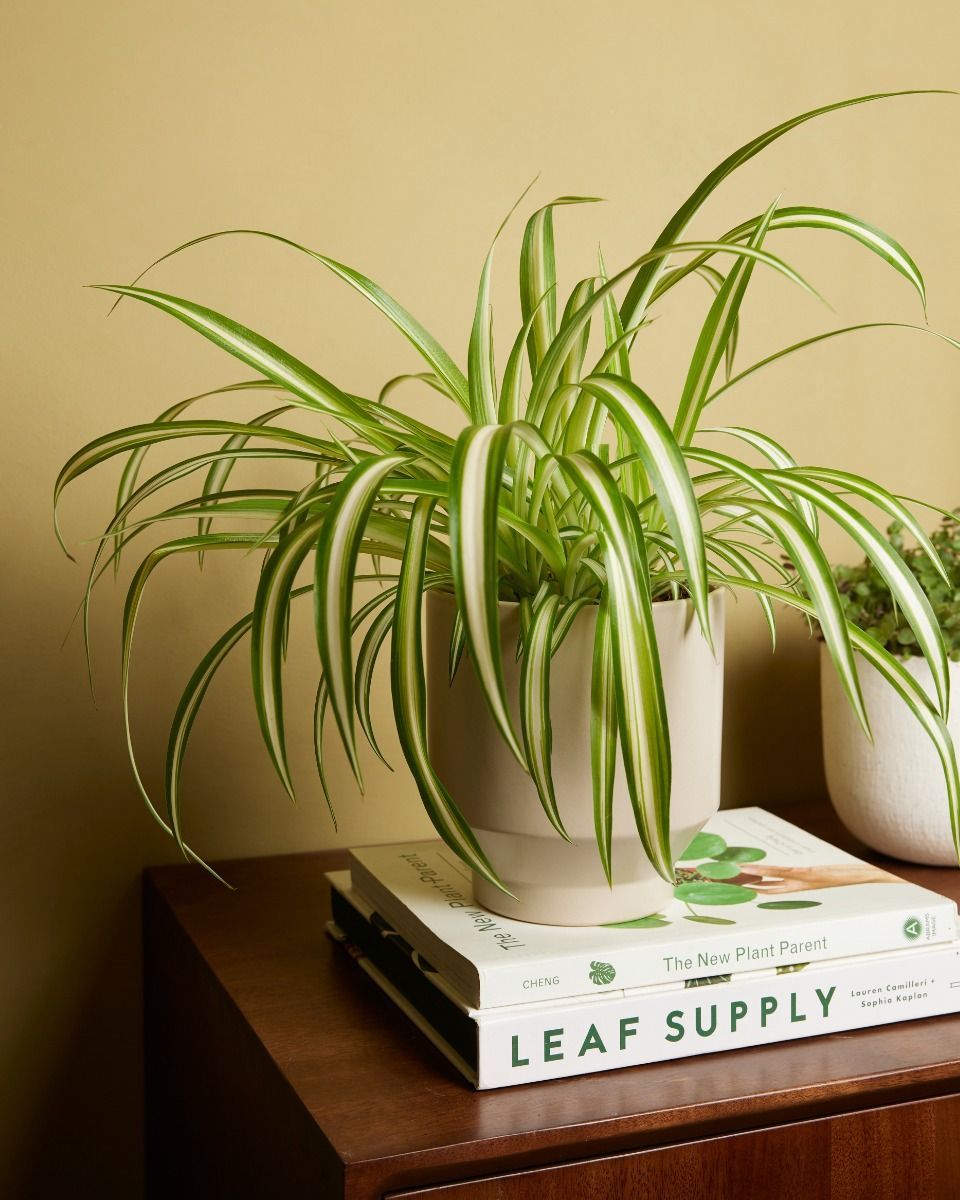 Chlorophytum Comosum Variegatum