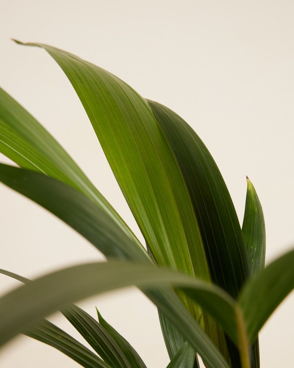 Palm Howea Fosteriana Kentia