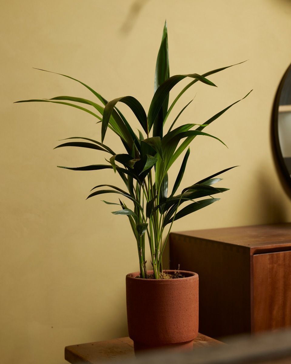 Palm Howea Fosteriana Kentia