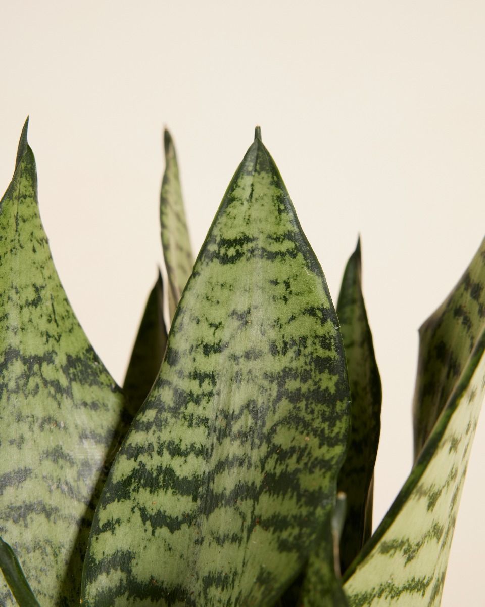 Sansevieria Bogenhanf Trifasciata Black Coral