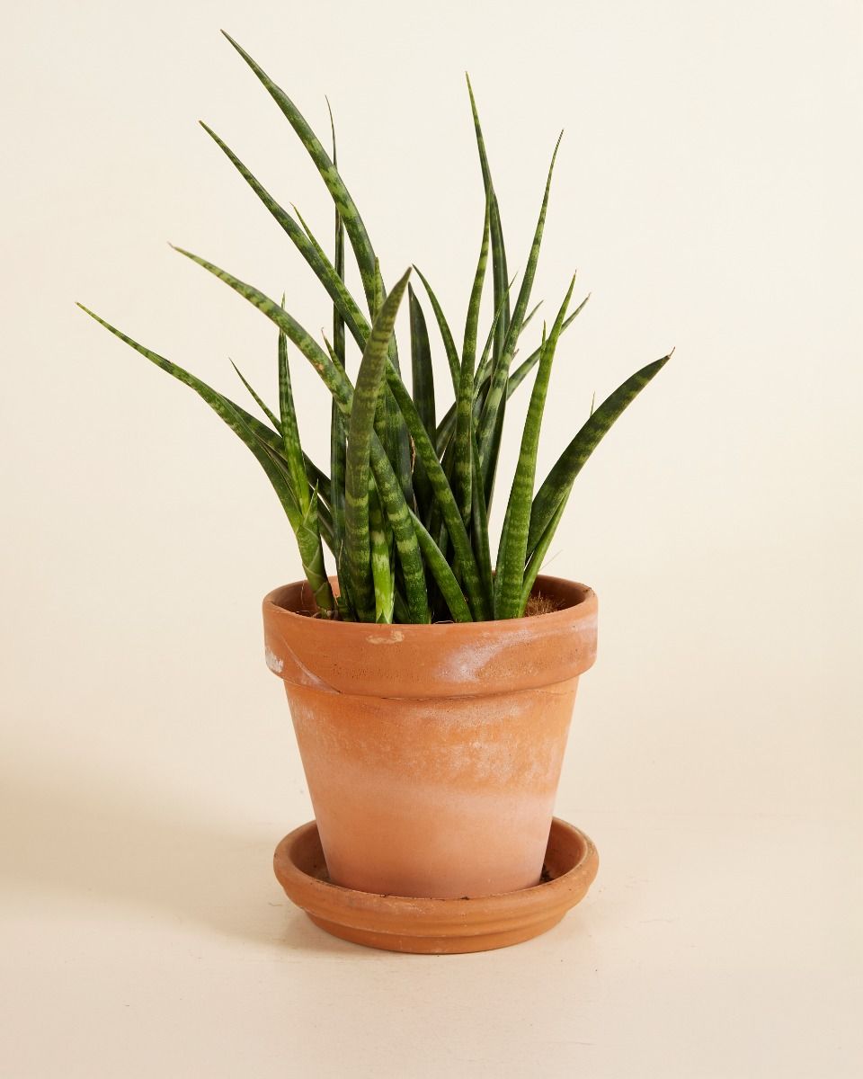 Sansevieria Snake plant Fernwood Punk