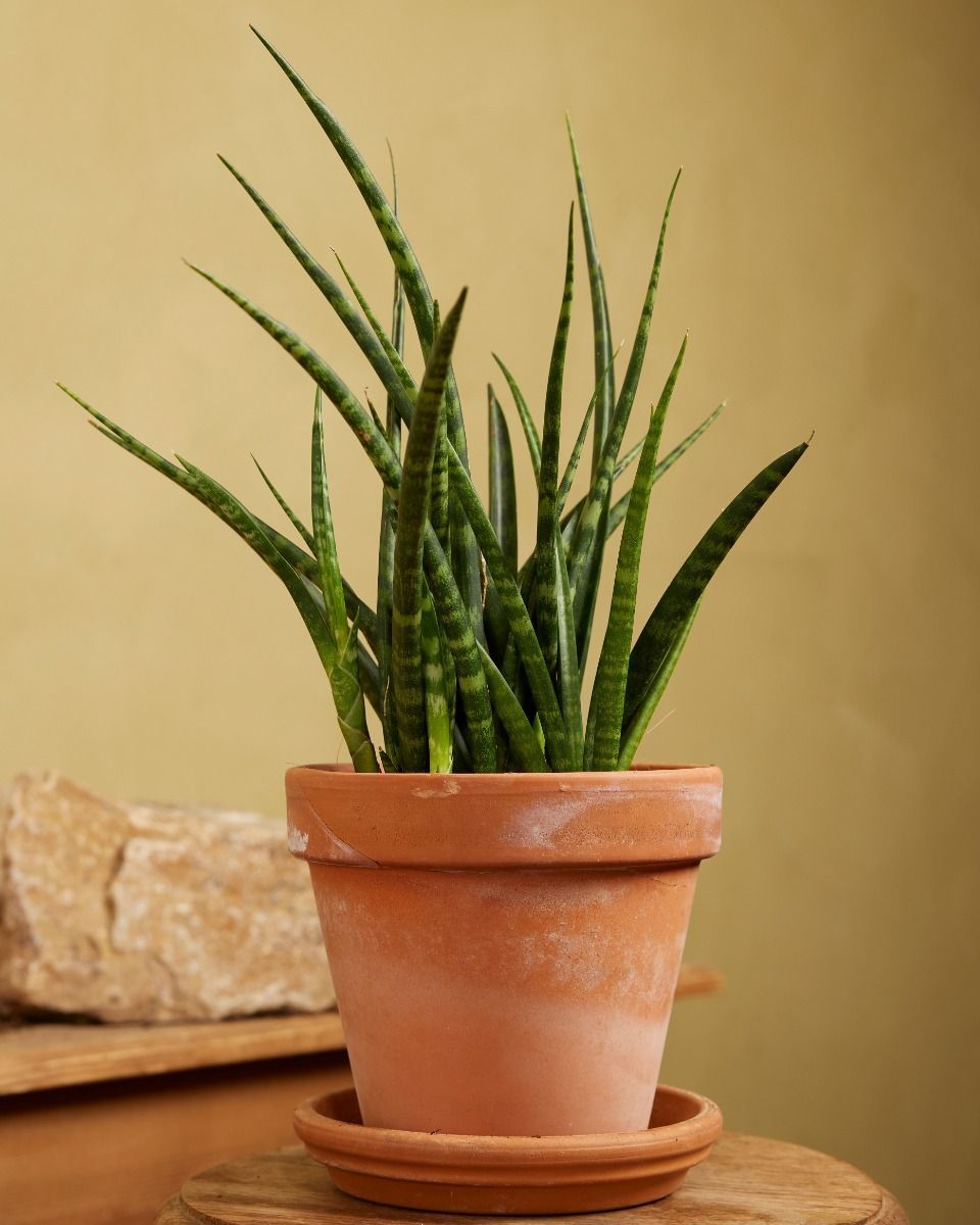 Sansevieria Snake plant Fernwood Punk