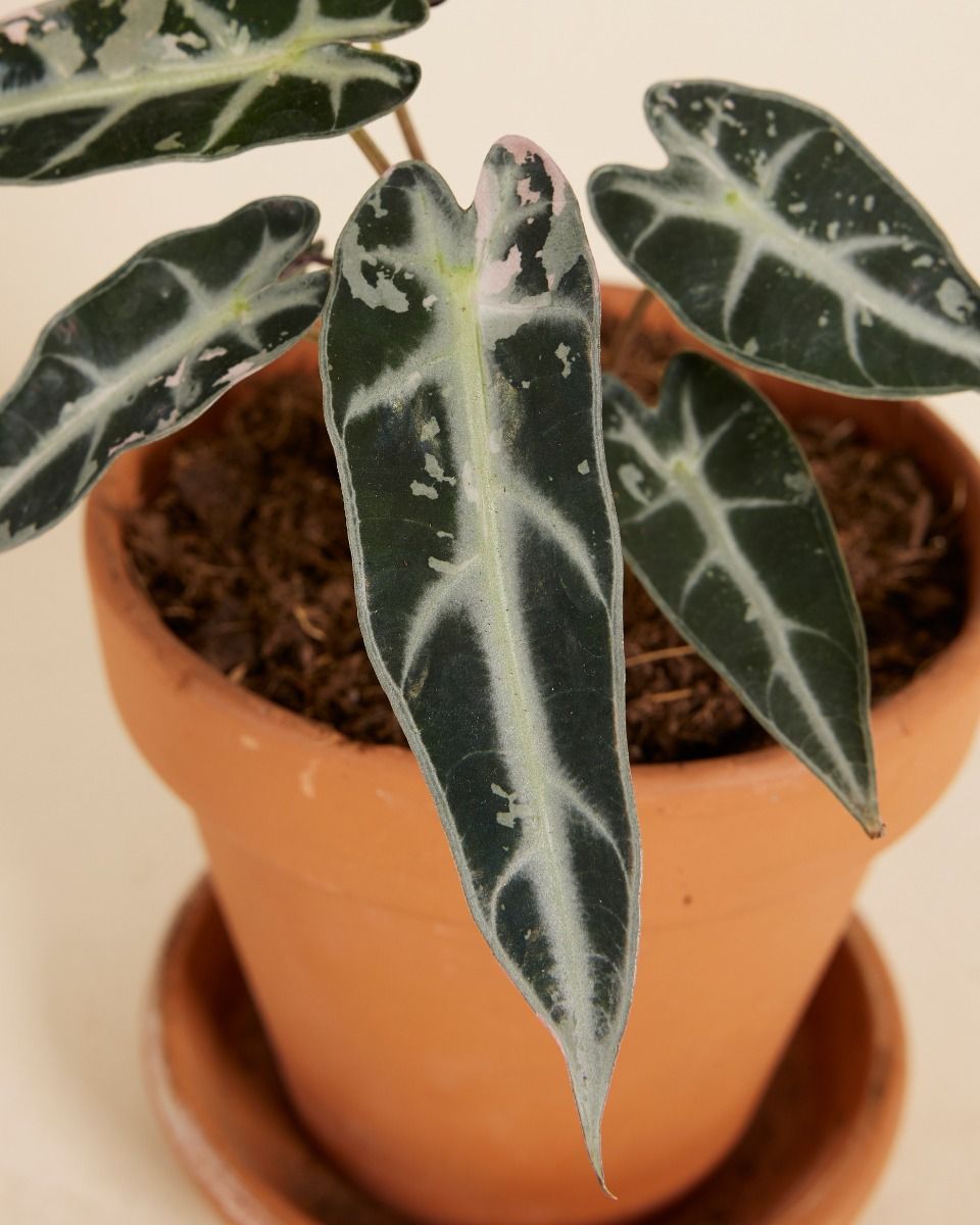 Alocasia Elephant Ears Bambino Variegated