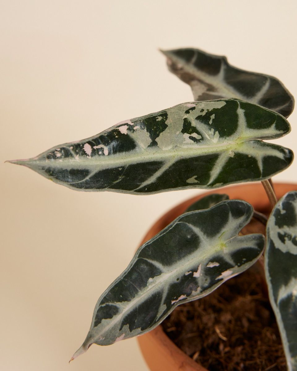 Alocasia Elephant Ears Bambino Variegated