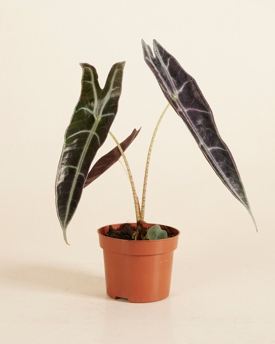 Alocasia Elephant Ears Longiloba Purple