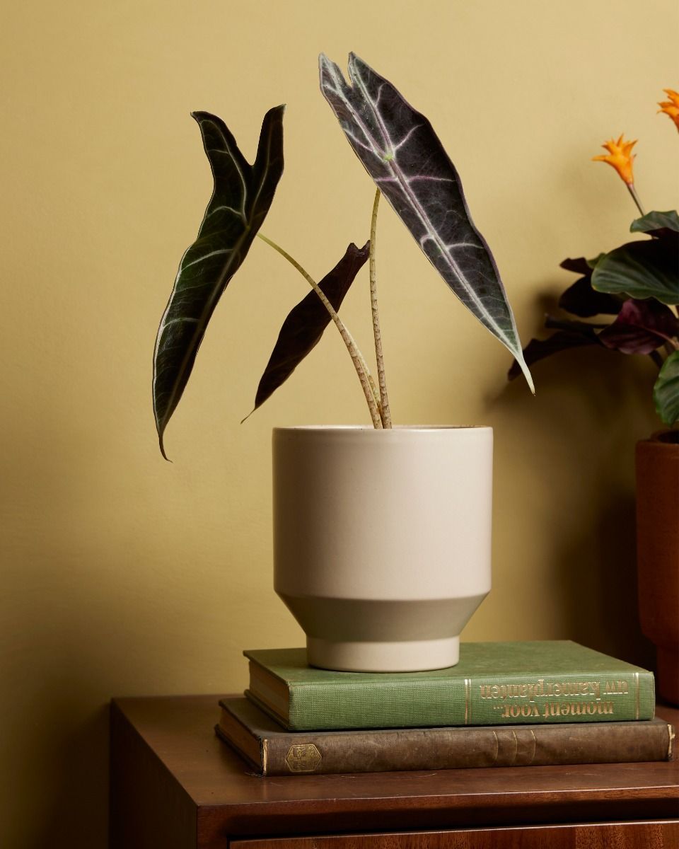 Alocasia Elephant Ears Longiloba Purple